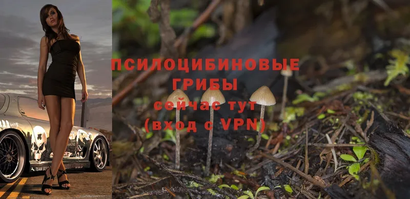 Псилоцибиновые грибы Magic Shrooms  наркота  Кувшиново 